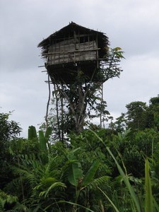 Papua-stromoví lidé-Kombai